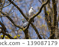 Two feral pigeons, one with unique white plumage and the other with classic grey feathers, perching on a budding tree branch against a blue sky in spring 139087179