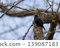 Male common blackbird with a bright yellow beak singing from a textured tree trunk in early spring 139087183