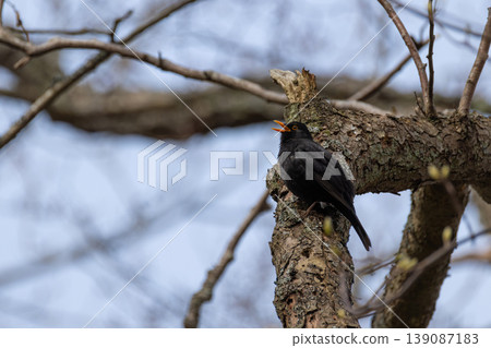 Male common blackbird with a bright yellow beak singing from a textured tree trunk in early spring Male common blackbird with a bright yellow beak singing from a textured tree trunk in early spring 139087183