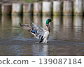 Male mallard duck stands in a pond, flapping its wings and creating dynamic water splashes 139087184