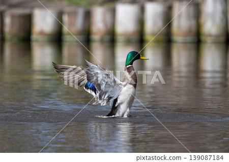 Male mallard duck stands in a pond, flapping its wings and creating dynamic water splashes Male mallard duck stands in a pond, flapping its wings and creating dynamic water splashes 139087184