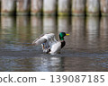 Male mallard duck stands in a pond, flapping its wings and creating dynamic water splashes 139087185