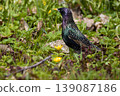 Common starling in breeding plumage on the ground among green grass, spring flowers, and dry leaves 139087186