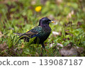 Common starling in breeding plumage on the ground among green grass, spring flowers, and dry leaves 139087187