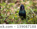 Common starling in breeding plumage on the ground among green grass, spring flowers, and dry leaves 139087188