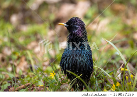 Common starling in breeding plumage on the ground among green grass, spring flowers, and dry leaves Common starling in breeding plumage on the ground among green grass, spring flowers, and dry leaves 139087189