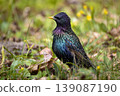 Common starling in breeding plumage on the ground among green grass, spring flowers, and dry leaves 139087190