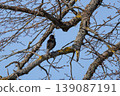 Vibrant Common Starling in glossy breeding plumage sings from a budding tree branch during a bright spring day 139087191