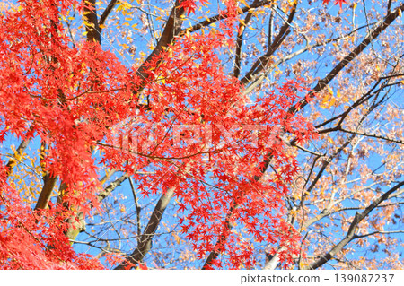 Autumn scenery in Japan Autumn leaves Autumn scenery in Japan Autumn leaves 139087237