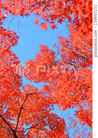 Autumn scenery in Japan Autumn leaves Autumn scenery in Japan Autumn leaves 139087251