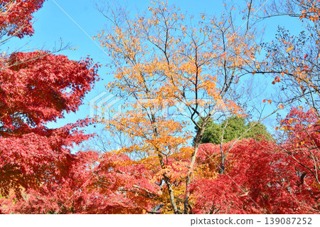 Autumn scenery in Japan Autumn leaves Autumn scenery in Japan Autumn leaves 139087252