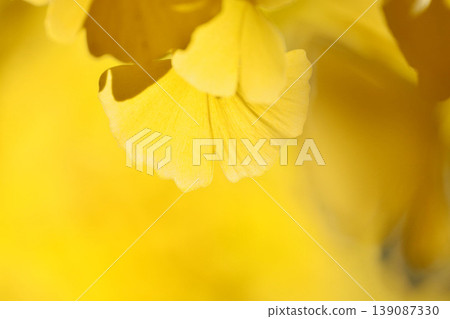 Yellow leaves of ginkgo biloba Yellow leaves of ginkgo biloba 139087330