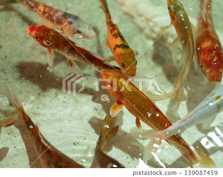 beautiful koi fish in the aquarium beautiful koi fish in the aquarium 139087459
