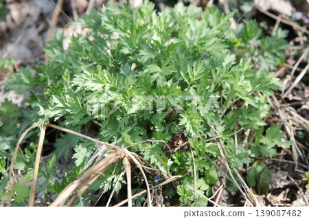 Wormwood young leaves 139087482