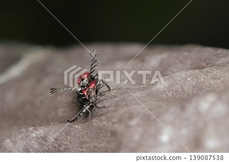 Adult red fireflies mating on a wooden fence (outdoor field insect ecology macro photography) Adult red fireflies mating on a wooden fence (outdoor field insect ecology macro photography) 139087538