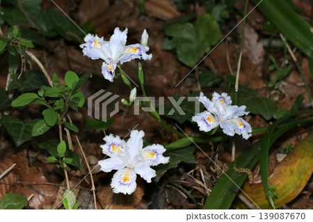 森林地面陰涼處盛開的淡紫色鳶尾花(日本植物生態微距攝影) 森林地面陰涼處盛開的淡紫色鳶尾花(日本植物生態微距攝影) 139087670