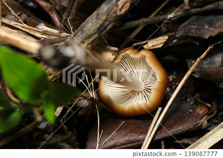 Gills and stem of the long-legged thorn mushroom (Outdoor field fungus/mushroom ecology macro photography) Gills and stem of the long-legged thorn mushroom (Outdoor field fungus/mushroom ecology macro photography) 139087777