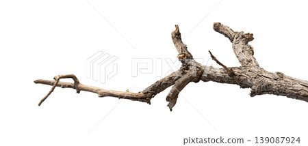 Dry branches isolated on a transparent background. Dry branches isolated on a transparent background. 139087924