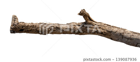 Dry branches isolated on a transparent background. Dry branches isolated on a transparent background. 139087936