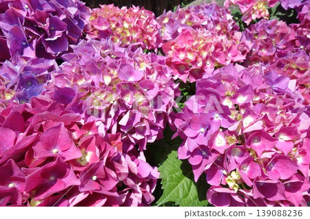 A colorful hydrangea flower A colorful hydrangea flower 139088236