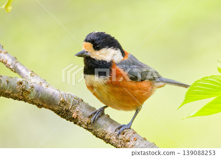Spring wild boar 139088253
