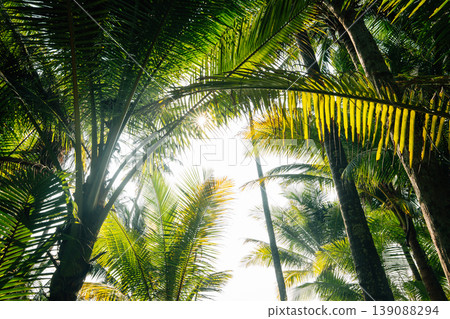 Sun shining through coconut palm leaves in a tropical garden. 139088294