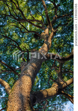 I look up at the tree I look up at the tree 139088366