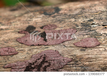 A plain, reddish-purple *Acalypso rhynchophylla* mushroom growing on the back of decaying wood (Macro photography of the ecology of wild mushrooms in Japan) A plain, reddish-purple *Acalypso rhynchophylla* mushroom growing on the back of decaying wood (Macro photography of the ecology of wild mushrooms in Japan) 139088377