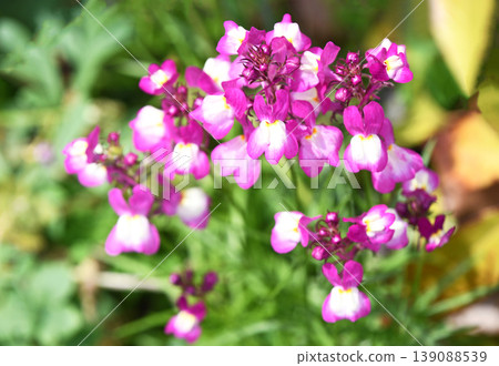Linaria(Hime金魚) Linaria(Hime金魚) 139088539