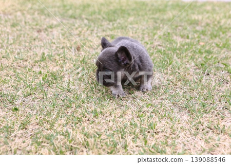 French bulldog 139088546