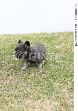French bulldog French bulldog 139088547