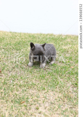 French bulldog French bulldog 139088552