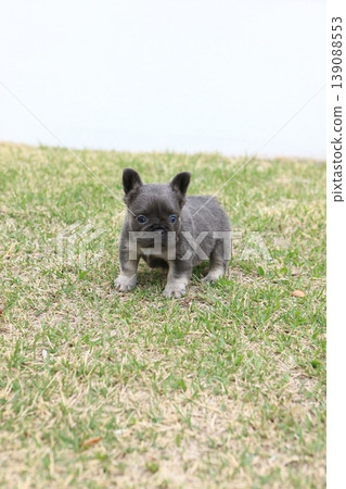 French bulldog French bulldog 139088553