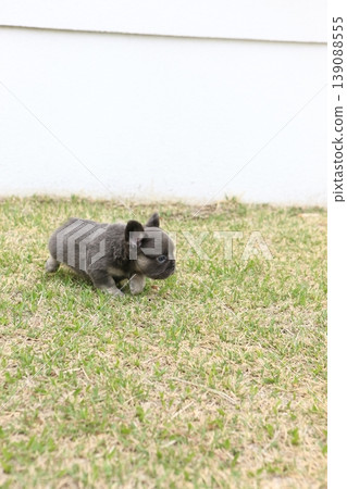 法國鬥牛犬 139088555