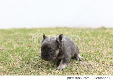 French bulldog French bulldog 139088567