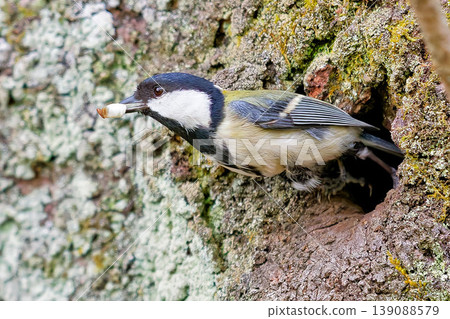 A great tit removing its droppings from its nest. A great tit removing its droppings from its nest. 139088579