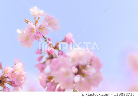 盛開的櫻花（北海道土木工程研究所的千島櫻） 139088735