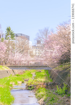 Cherry blossoms in full bloom and a stream (Chishima cherry trees at the Hokkaido Regional Civil Engineering Research Institute) Cherry blossoms in full bloom and a stream (Chishima cherry trees at the Hokkaido Regional Civil Engineering Research Institute) 139088741