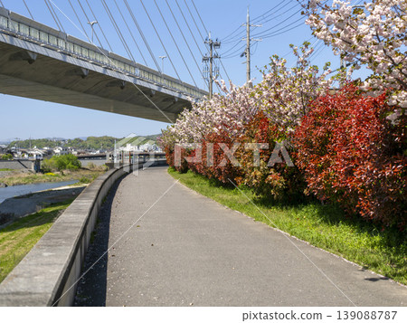 Double cherry blossoms and red photinia blooming along the Inagawa River Double cherry blossoms and red photinia blooming along the Inagawa River 139088787