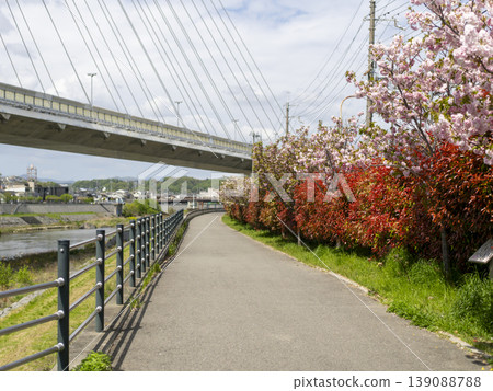 Double cherry blossoms and red photinia blooming along the Inagawa River Double cherry blossoms and red photinia blooming along the Inagawa River 139088788