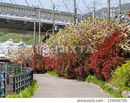 Double cherry blossoms and red photinia blooming along the Inagawa River Double cherry blossoms and red photinia blooming along the Inagawa River 139088790