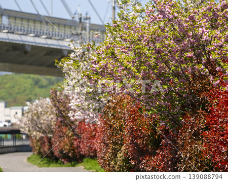 Double cherry blossoms and red photinia blooming along the Inagawa River Double cherry blossoms and red photinia blooming along the Inagawa River 139088794