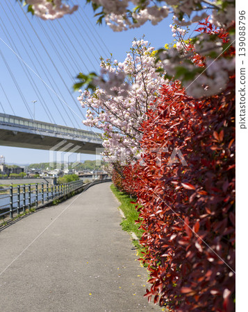 Double cherry blossoms and red photinia blooming along the Inagawa River Double cherry blossoms and red photinia blooming along the Inagawa River 139088796
