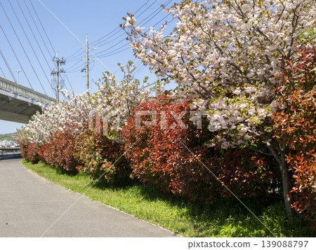 Double cherry blossoms and red photinia blooming along the Inagawa River Double cherry blossoms and red photinia blooming along the Inagawa River 139088797