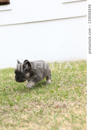 法國鬥牛犬 139088846