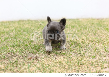 法國鬥牛犬 139088847