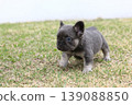 法國鬥牛犬 139088850