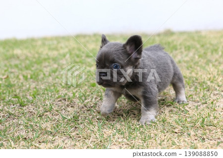 法國鬥牛犬 139088850