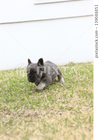 法國鬥牛犬 139088851