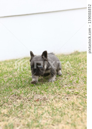 法國鬥牛犬 139088852